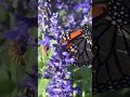 Midwest Monarch Fest: Celebrating the butterfly migration