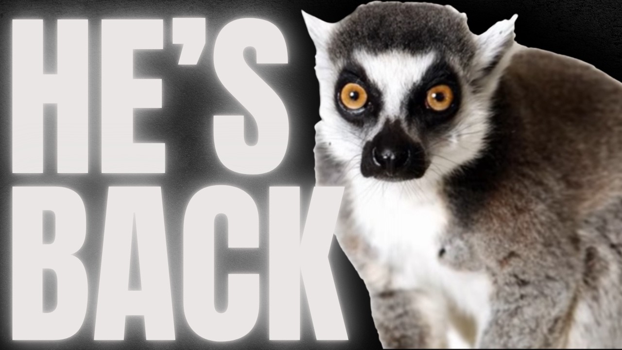 The Leaping Lemur RETURNS