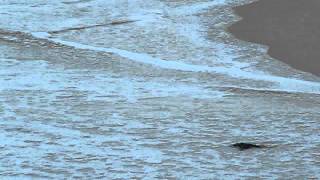 Leatherback Turtles hatching on Culebra