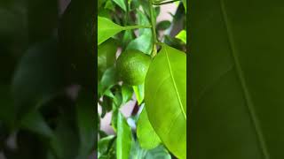 6.06.26 #plants #апельсин #лимон #fruit #цитруси #дерева на балконі #мандарин