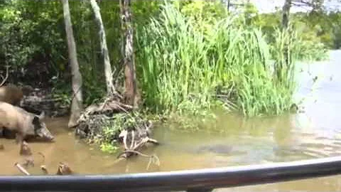 New Orleans Alligator Devours Pig (Jacare devora porco nos EUA)