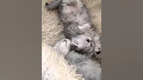 Watch the video about Cute Persian/British Shorthair kitten session