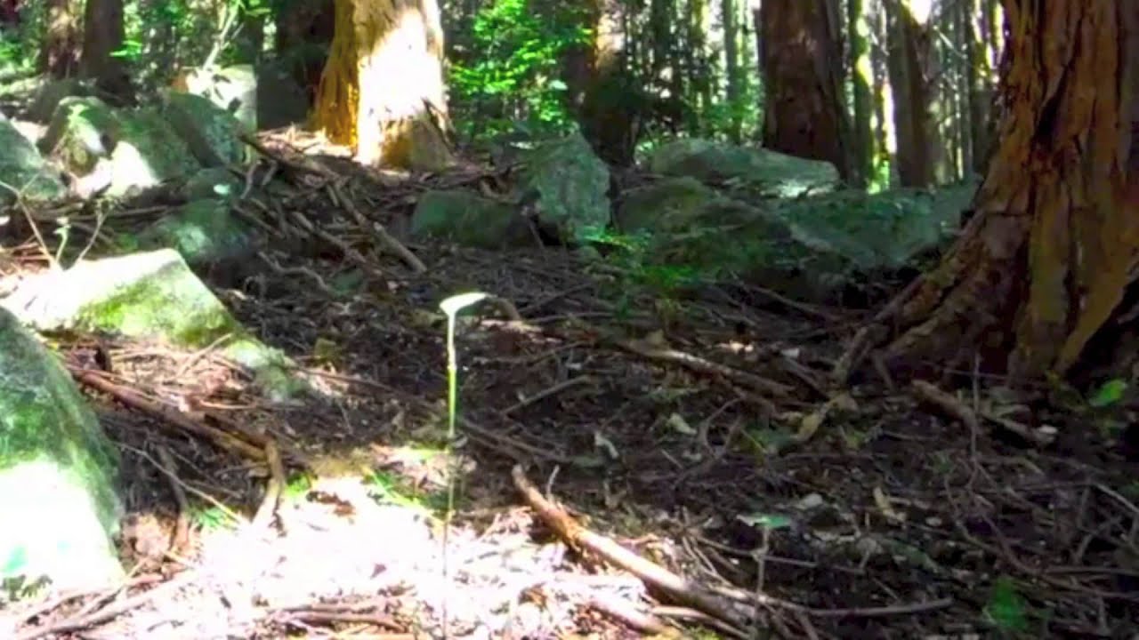 japanese alphabet NS Soda Ham and Eggs