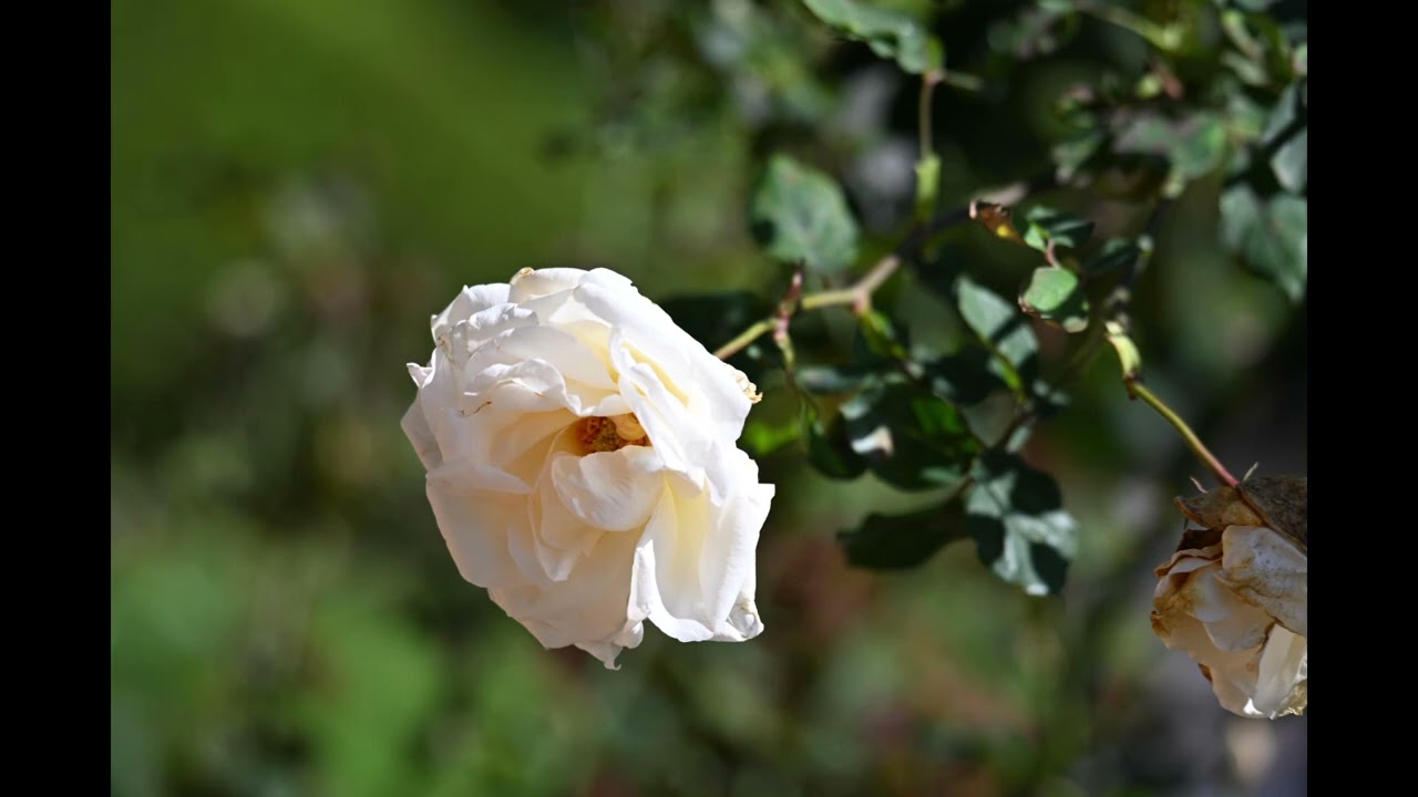 Rose 1