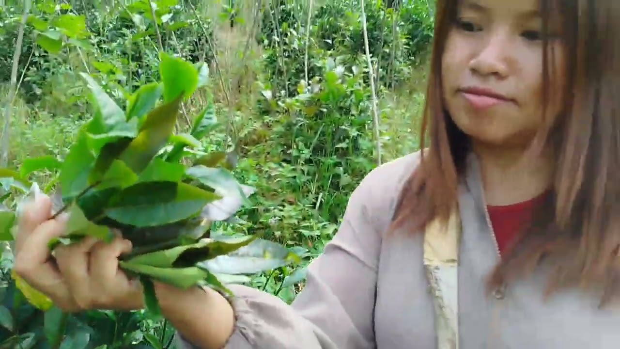 လက်ဖက်ခြောက် ဘယ်လိုလုပ်ရလဲဆိုတာ Video အဆုံးထိကြည့်ပေးကြပါအုံးရှင့်