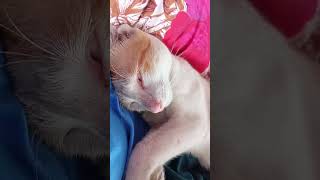 Mèo ngủ sớm đẹp lông #shorts #cat