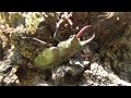 ミヤマクワガタがいるということはノコギリクワガタもいます　Stag beetle जापान में बड़ी संख्या में स्टैग भृंगों को पकड़ना