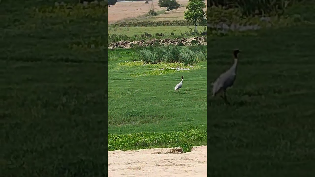 monster Bird // do hans ka joda rare birds pair 