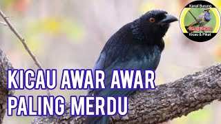 awar awar edan | burung MACET langsung nyaut