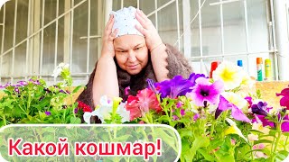 Куда я столько набрала цветов и рассады)) Кошмар! Открытие дачного сезона 11.05.24.