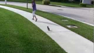 1 month old baby Asian Leopard Cat going for a run