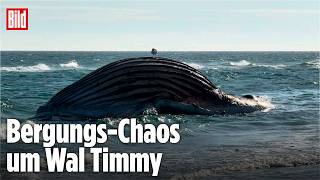 Bergungs-Chaos um Wal Timmy – Kadaver wird weiter an Land gedrückt
