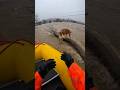Flood Rescue: Mother Dog and Puppy Saved from Raging River 🌧️🐕홍수 속 어미 개와 새끼 구조 순간 洪水の中、母犬と子犬を救出する瞬間