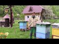 Первинний репродуктор карпатських бджіл типу Синевир - початок сезону 2020.