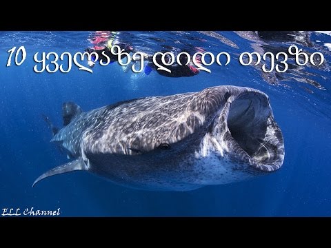 ვიდეო: ქაშაყი ზვიგენი: ცხოვრების წესი, სტრუქტურული მახასიათებლები, ფოტოები