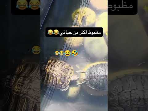 هه ه ه ه ه ه هه ه إ