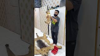 Simba baby is crying 😭#ytshorts #petlover #viral #youtubeshorts #death #lion #simba #india #shorts