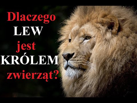 Wideo: Dlaczego lew jest królem zwierząt?