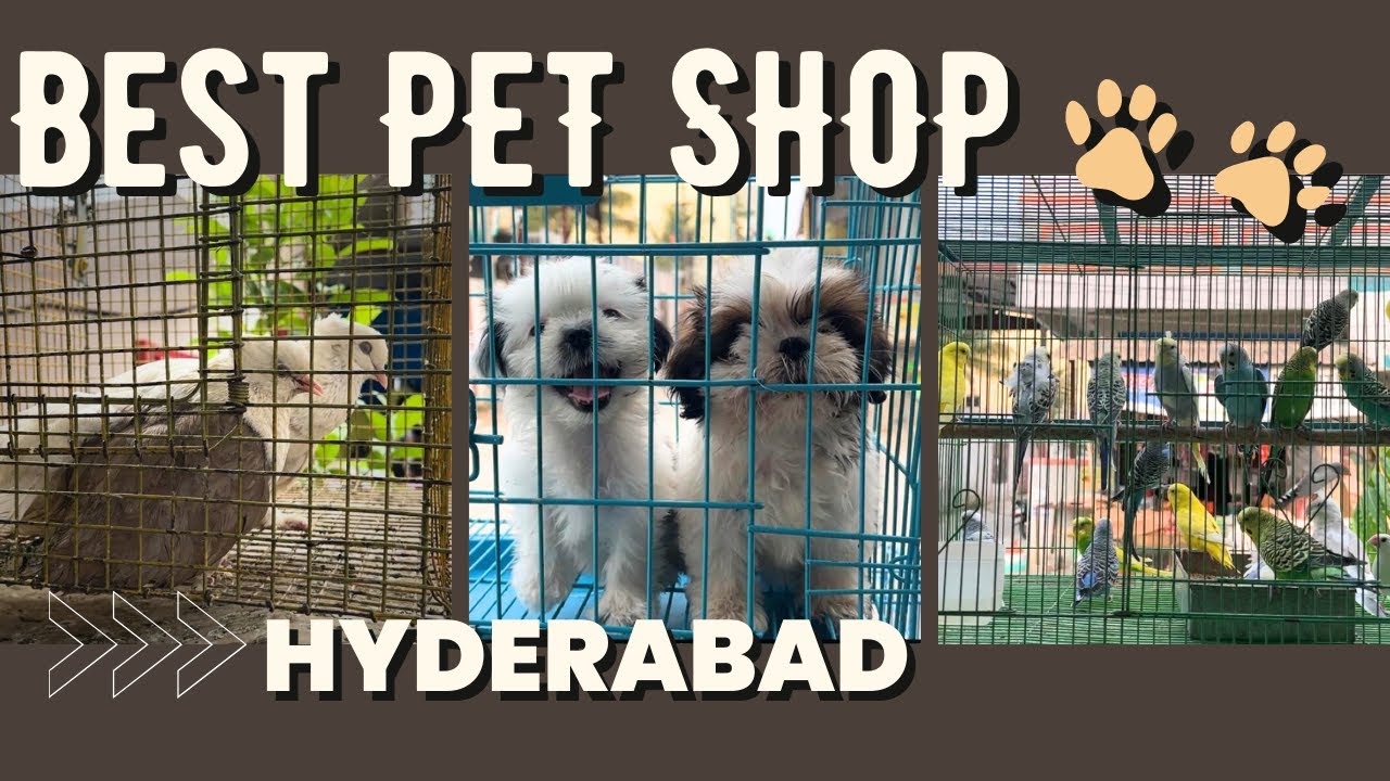 best-pet-shop-in-hyderabad-sonu-pet-shop-chintal-youtube