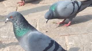 Panchhi Premshantiko Pratik Parewa