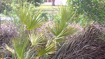 Kodak Zi8 1080 HD video test