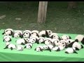 23 Baby Pandas Make Debut at southwest China Breeding Base