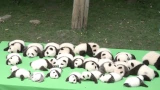 23 Baby Pandas Make Debut at southwest China Breeding Base