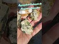 Aggregati Carbonato Serpentino #rockhounding #mineralcollection #minerali #minerals