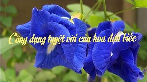 Công dụng tuyệt vời của hoa đậu biếc
