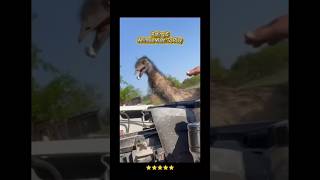 FUNNY ANIMALS Want To Play 🤯 #shorts