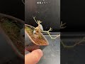 山もみじのやり直し #short #shorts #盆栽 #bonsai