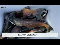 Colorado Parks and Wildlife begins salmon giveaway