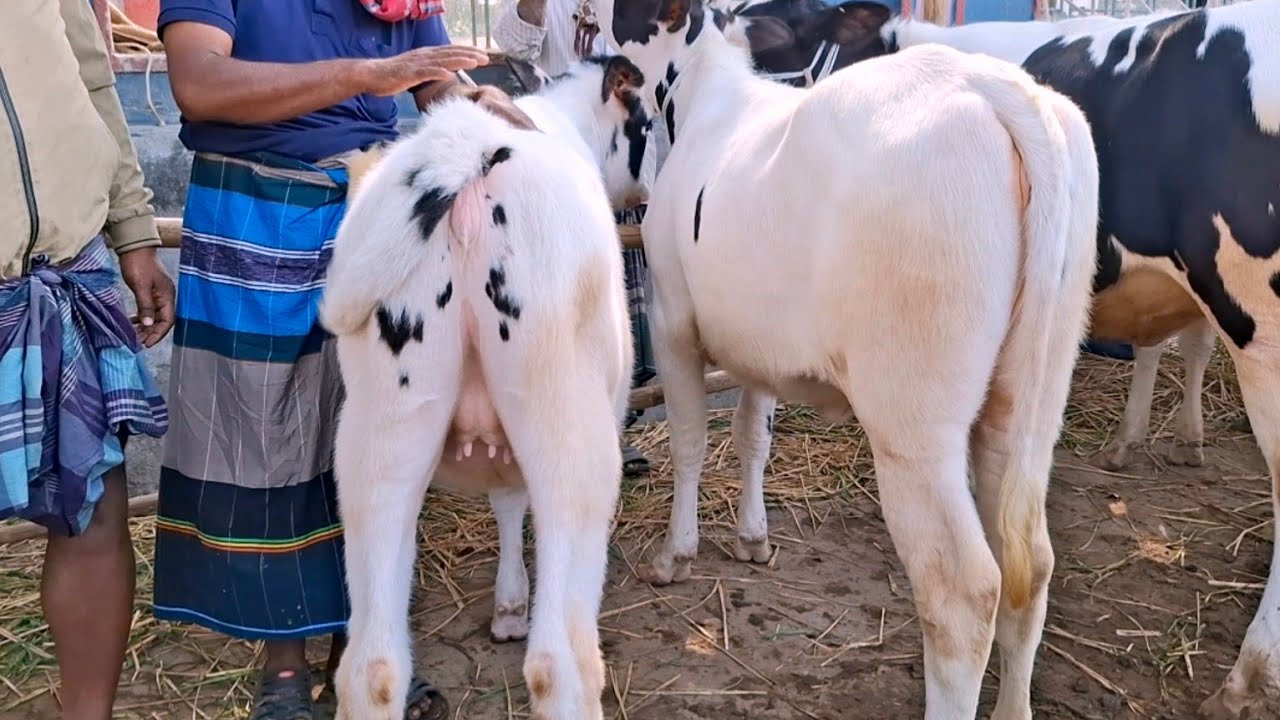 খামার উপযোগী ফ্রিজিয়ান বকনার বাজার বগুড়া বিখ্যাত ধাপের হাট থেকে | ২৬ ডিসেম্বর ২০২৫ | goru cow milk