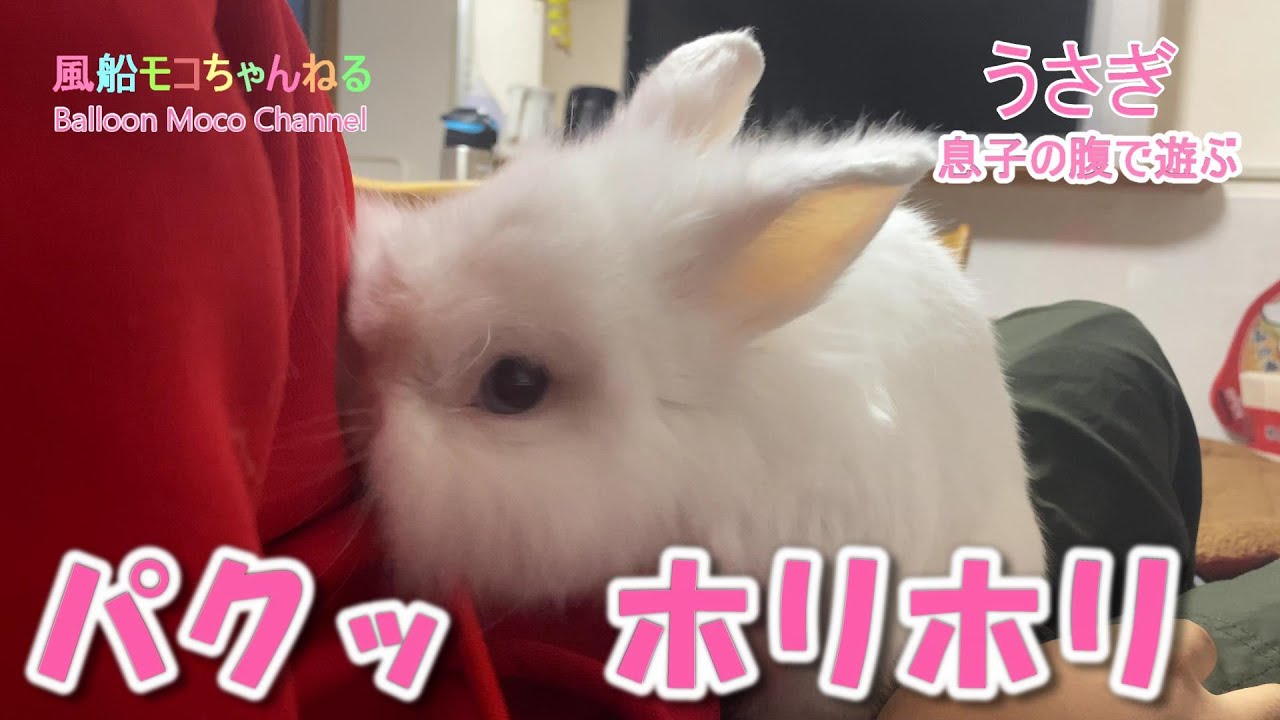 風船モコちゃんねる Youtube Channel Analytics And Report Powered By Noxinfluencer Mobile 風船モコちゃんねる Youtube Channel Analytics And Report Powered By Noxinfluencer Mobile