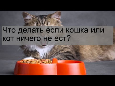 Что делать если кошка или кот ничего не ест?