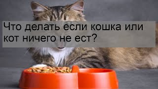 Что делать если кошка или кот ничего не ест?