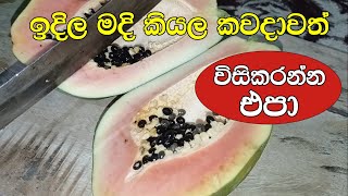 බාගෙට ඉදුණු පැපොල් වලින් රසවත් කෑමක් - Sweet Papaya Recipes - Papaya Halwa
