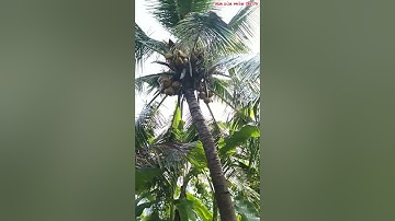 Vua Dừa Miền Tây TV// cây dừa lửa xưa trái rất to