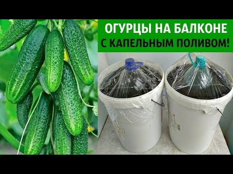 ОГУРЦЫ 🥒на БАЛКОНЕ с КАПЕЛЬНЫМ ПОЛИВОМ ‼️ВЫРАСТИТЬ ЛЕГКО и ПРОСТО