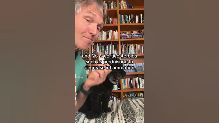 Do you have a coughing dog? It could be Tracheal Collapse: Best Home Remedies!