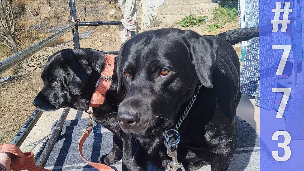 Black Labrador dogs Rozy & Rhino daily routine - YouTube