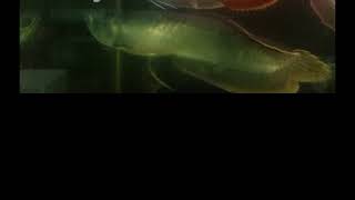 excellent quality rtg arowana fpr sale at joes aqua world