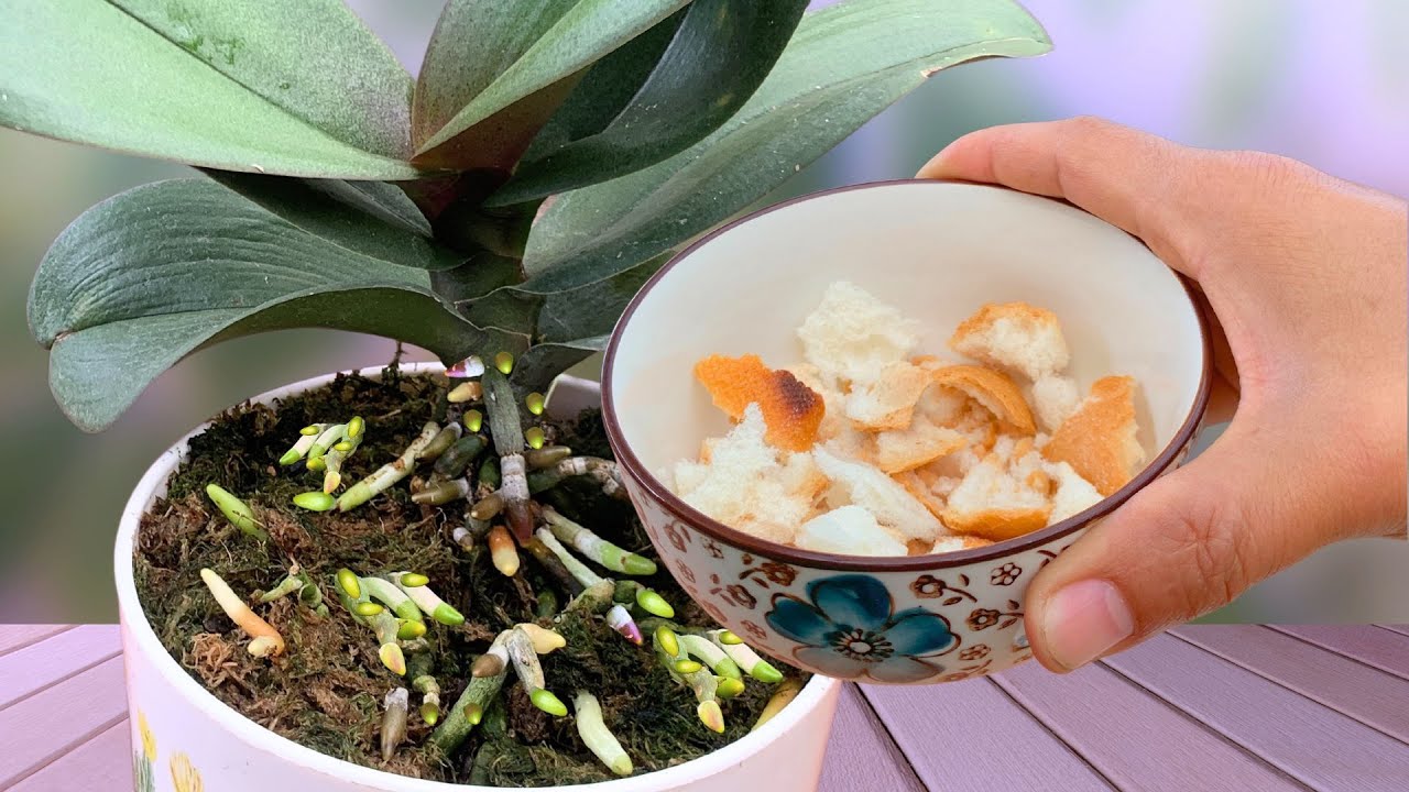 number-1-natural-fertilizer-the-orchid-immediately-took-root-and