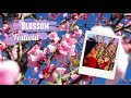 S&amp;R Orchard Blossom Festival WA 🌸 澳洲春天桃花節