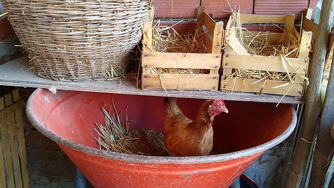 Koka Snela Jaje🥚 Kokodakanje Kokoške