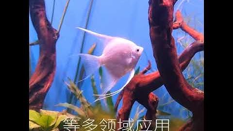 DTC1200 Digital AC 110V-230V Intelligent Temperature Controller w/ NTC Sensor