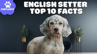 English Setter Dog: A Stunning and Loyal Canine Companion  Top 10 Facts