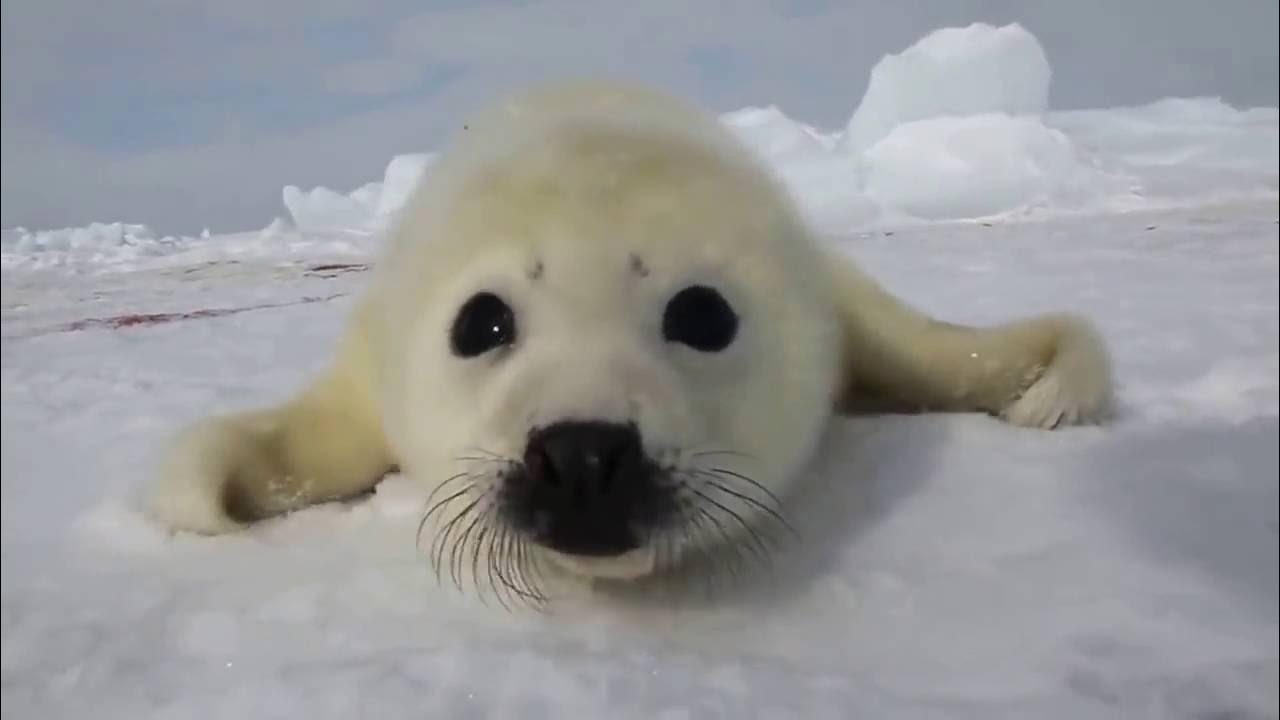 Тюлень карикатура. Невероятная милота. Песня про тюленя. Edge тюлень сеал испаритель. Тюлень любви.