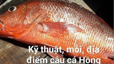 Hướng dẫn câu cá Hồng đơn giản, hiệu quả 100%