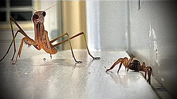 Praying Mantis VS Wolf Spider